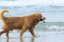 Bissverletzung durch Hunde.