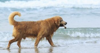 Bissverletzung durch Hunde.