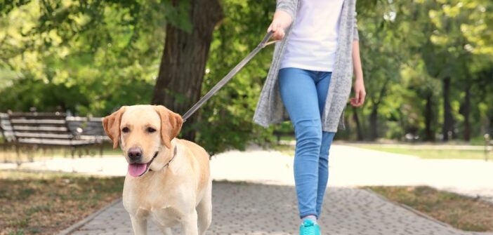 Anlein- und Sorgfaltspflicht des Hundehalters: Wer haftet wann?