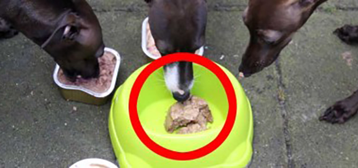 Plastik im Hundefutter: Gerücht oder Richtspruch?