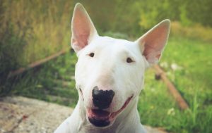 Die Diskussion um die Einstufung der eigenen Fellnasen als Kampfhunde und Listenhunde bewegte landauf, landab viele Hundehalter. Dieser Bullterrier hier beispielsweise ist auf vielen Listen zu finden. (#2)