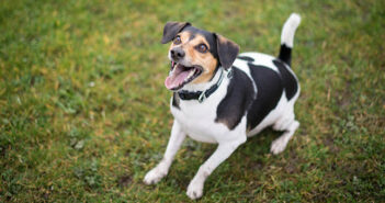 Hundegebell: Ruhestörung? Lärmbelästigung? Was ist erlaubt?