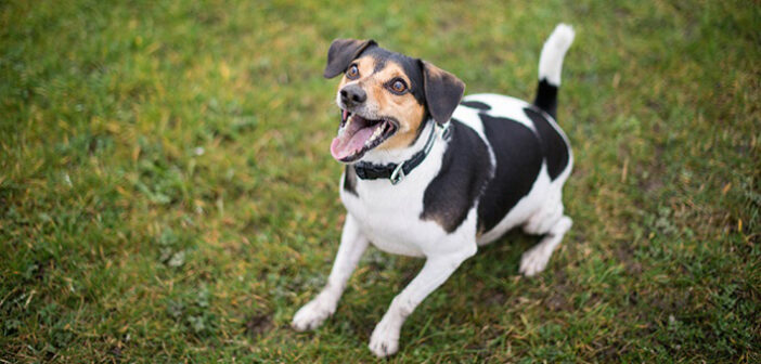 Hundegebell: Ruhestörung? Lärmbelästigung? Was ist erlaubt?