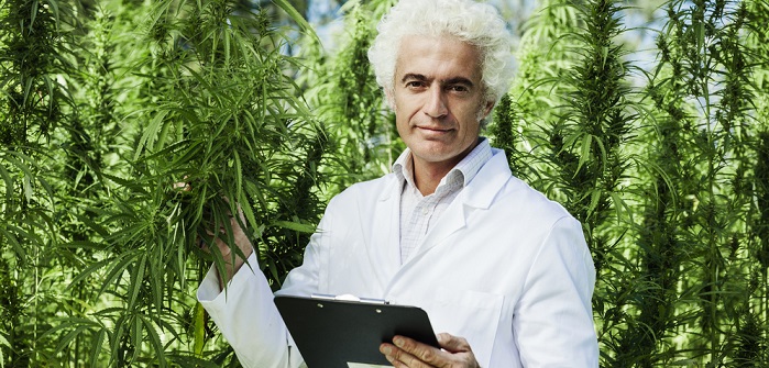 Cannabis-Anbau: Erlaubt oder illegal?