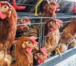 Strafanzeige wegen Tierquälerei (Foto: AdobeStock - chayakorn 228621140)