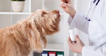 Verfassungswidrig: Tierarztvorbehalt für Homöopathie an Tieren Verfassungswidrig: Tierarztvorbehalt für Homöopathie an (Foto: AdobeStock - Photographee.eu 62654182)