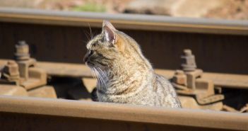 SNCF wegen fahrlässiger Tötung von Kater verurteilt (Foto: AdobeStock - 0635925410 430747649)