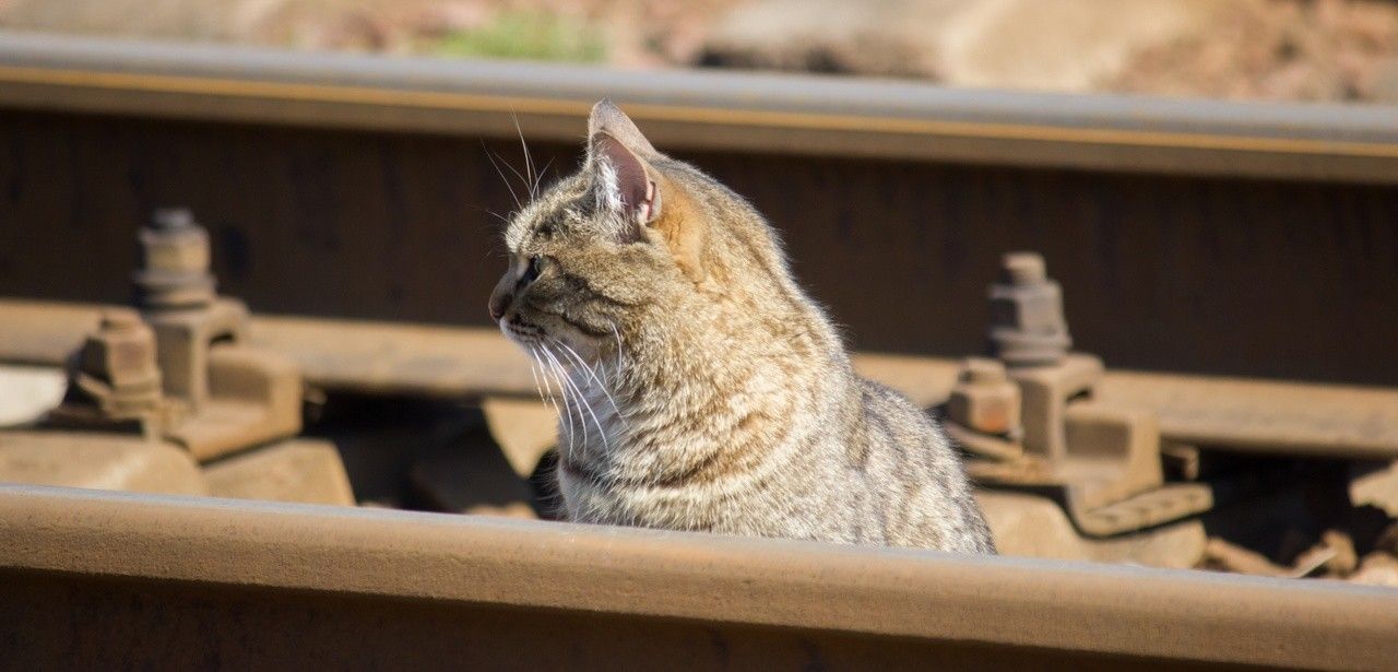 SNCF wegen fahrlässiger Tötung von Kater verurteilt (Foto: AdobeStock - 0635925410 430747649)