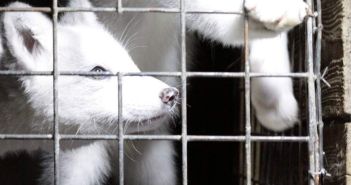 EU-Kommission verzögert Entscheidung zum Pelzhandelsverbot trotz 1,5 Millionen (Foto: Deutscher Tierschutzbund e.V.)