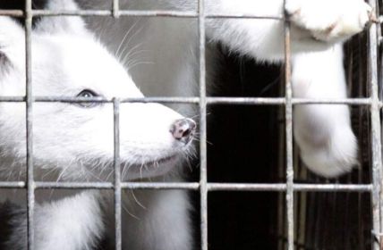 EU-Kommission verzögert Entscheidung zum Pelzhandelsverbot trotz 1,5 Millionen (Foto: Deutscher Tierschutzbund e.V.)