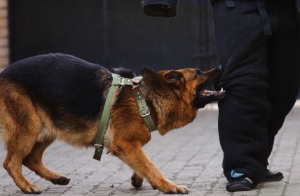 PETA fordert jetzt verpflichtenden Hundeführerschein mit Sachkundenachweis in (Foto: Symbolfoto: AdobeStock - lisovoy - 109464526)