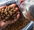 Tackenberg startet Rückruf von Hund- und Katzenfutter wegen (Foto: AdobeStock - Zkolra - 363191115)