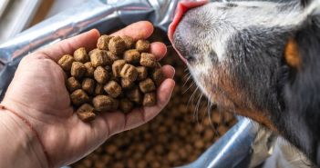 Tackenberg startet Rückruf von Hund- und Katzenfutter wegen (Foto: AdobeStock - Zkolra - 363191115)