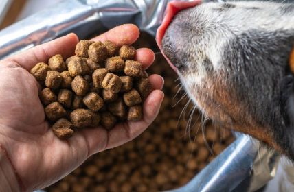 Tackenberg startet Rückruf von Hund- und Katzenfutter wegen (Foto: AdobeStock - Zkolra - 363191115)